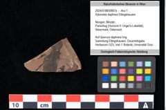 Foto (Objekt + Etikett) von Xylomites daphnes Ettingshausen (NHMW-GEO-2024-0188-0060b)
